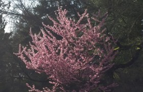 Cherry tree in sunbeam
