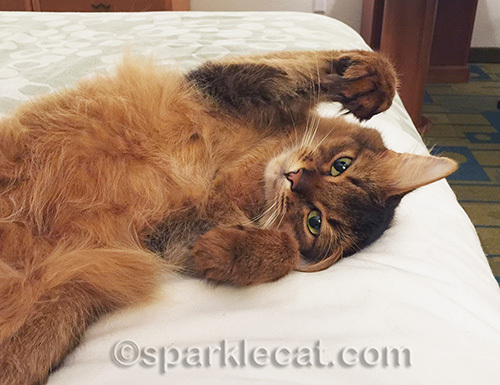 somali cat on her back on hotel bed