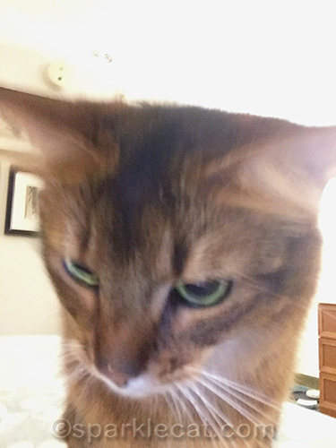 selfie close up of Somali cat
