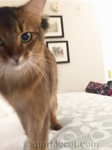 somali cat off center in hotel room