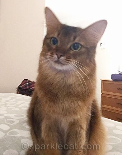 somali cat selfie in hotel room