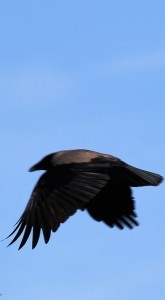 birdnarrow