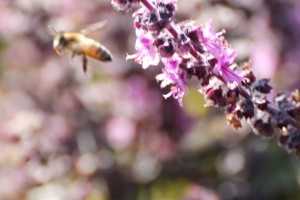 IMG_2653