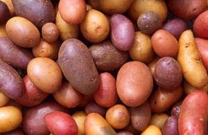 A few of the many potato varieties