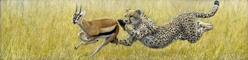 Cheetah