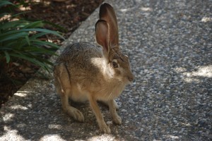 Spring rabbit. Photo taken by John Morgan