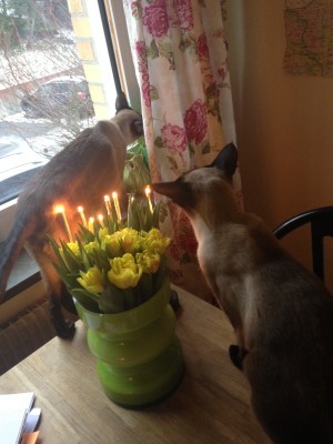 Simba har hittat gräset. Hawkeye tittar på. Två sorters gula tulpaner. De hjälper mot ALLT.