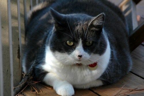 obese-cat