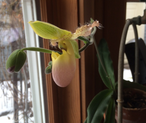 Bloomfour