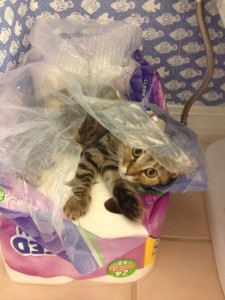 Kitty-in-Paper-towels-e1432846553869-768x1024