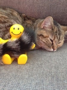 Kitty squide upright