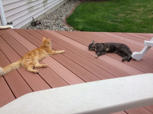 KITTIES-ON-PORCH-CROPPED