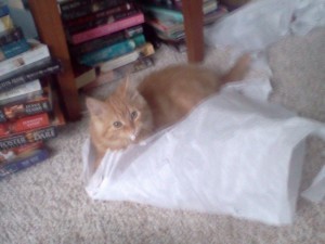 kitty on pillow (1)