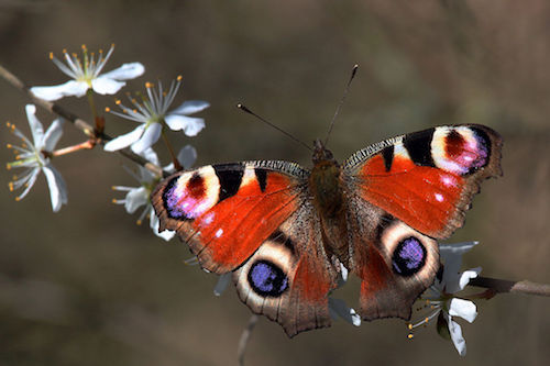 Peacock_butterfly_(inachis_io)_2.jpg