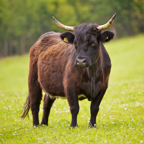 Black_cow_in_Norway.jpg