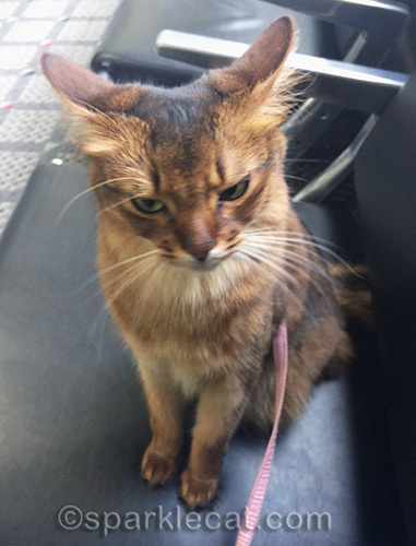somali cat making owl face at airport