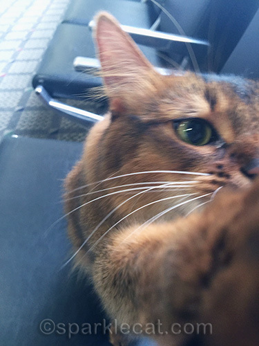 somali cat doing a high five at airport