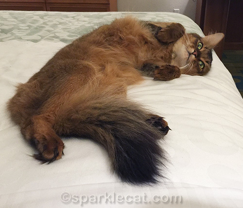 somali cat enjoying bed in hotel room
