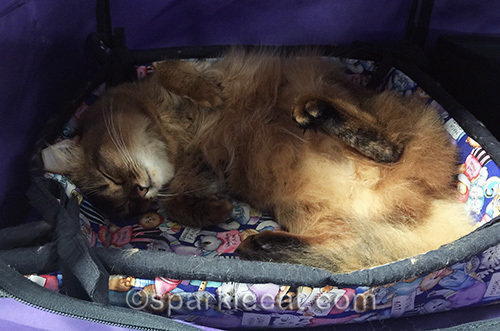 somali cat sleeping during cat show