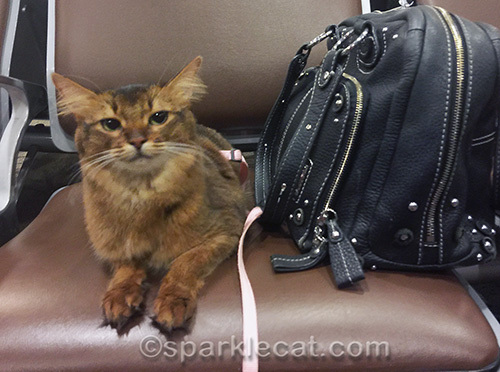 somali cat looking dubious at airport