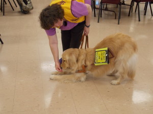 Leader DOg Jemma takes a bow. Her handler Ronda Del Boccio guides her with a treat.