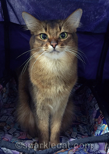 Somali cat at her benching area at San Jose cat show