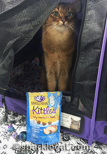 somali cat with bag of Wellness Kittles