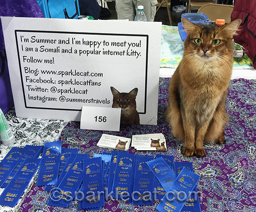 somali cat with spectator's choice ribbons