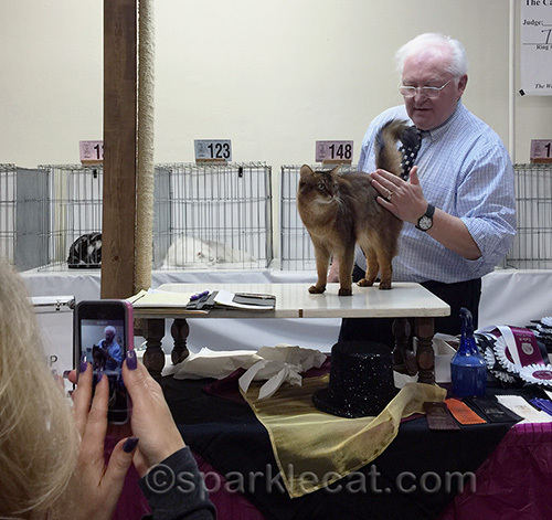 somali cat being photographed while in a judging ring