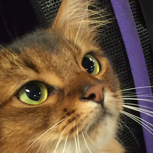 tight close up of somali cat