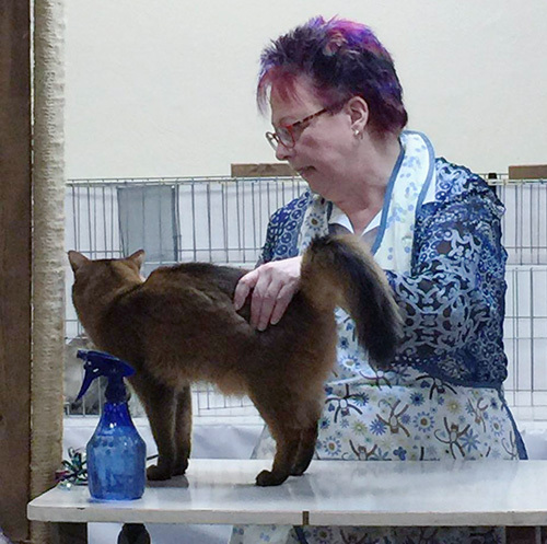 somali cat being judged at the San Jose Cat Show