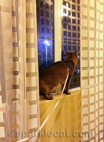 Somali cat in windowsill of hotel hallway