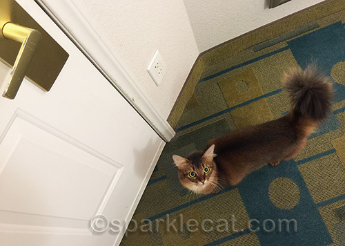 somali cat at hotel room door, asking to go out