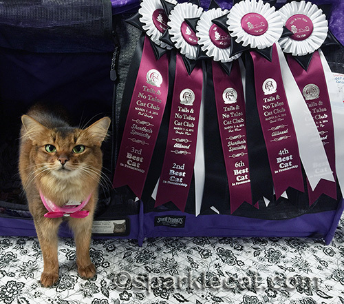 somali cat posing with ribbons she won at the San Jose cat show