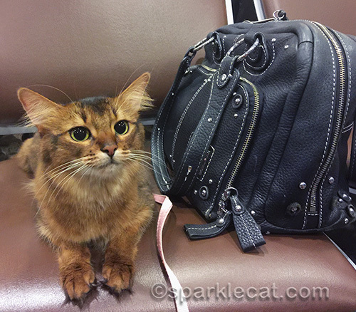 somali cat waiting to board airplane
