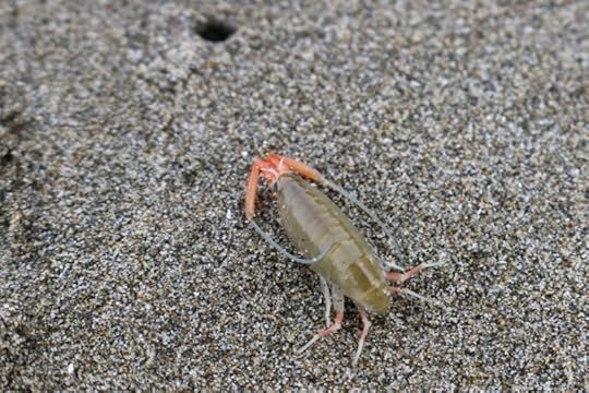 Beach hopper