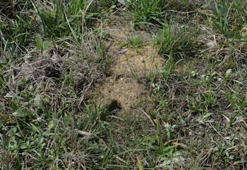 Crayfish-burrow-entrance-3-08-2016