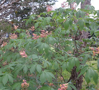 Texas-buckeye-3-08-2016
