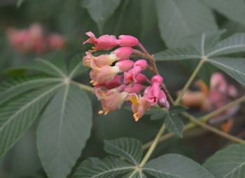 Texas-buckeye-closeup-3-08-2016