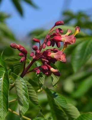 Scarlet-buckeye-closeup3-03-08-16