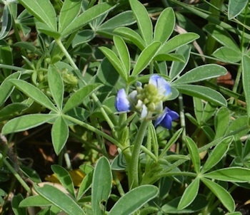 1st-bluebonnet-3-08-2016