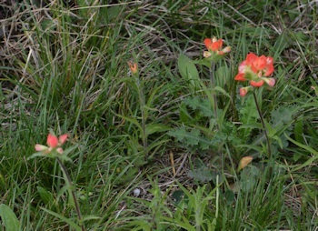Indian-Paintbrush-3-08-2016