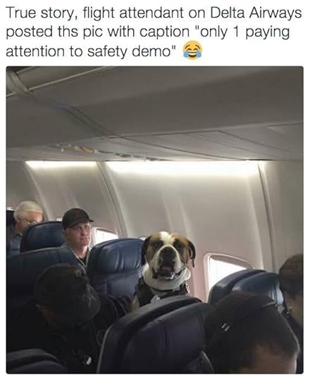 Dog listening to plane safety procedures