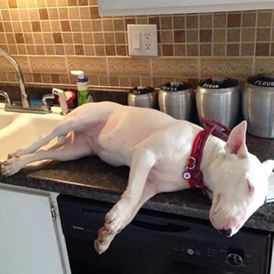 Bull Terrier Sleeping 1