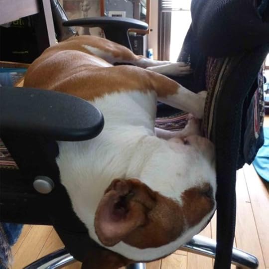 Bull Terrier Sleeping 2