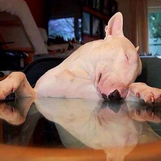 Bull Terrier Sleeping 3