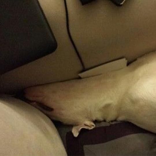 Bull Terrier Sleeping 4
