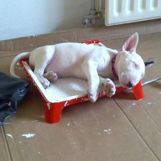 Bull Terrier Sleeping 5