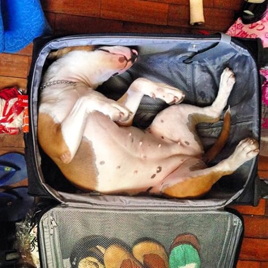 Bull Terrier Sleeping 6