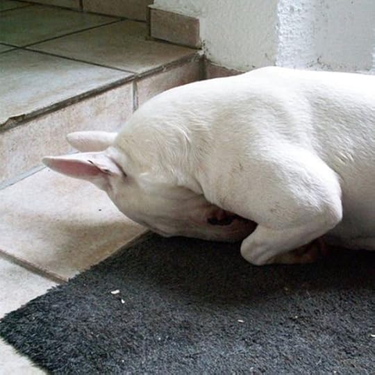 Bull Terrier Sleeping 7